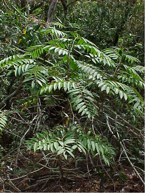 Xylopia aromatica