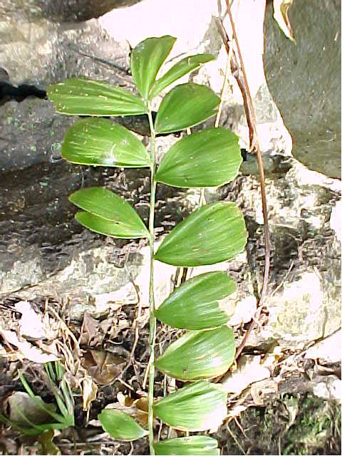 Zamia amblyphyllidia