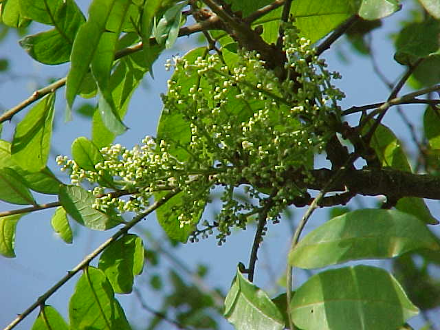 Zanthoxylum martinicense, flowers