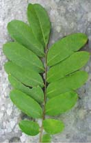 Zanthoxylum martinicense, haz