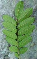 Zanthoxylum martinicense, env&eacute;s