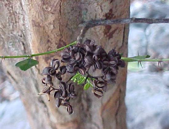 Zanthoxylum pimpinelloides, fruit