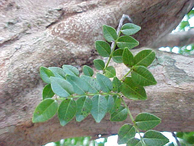 Zanthoxylum pimpinelloides, branches