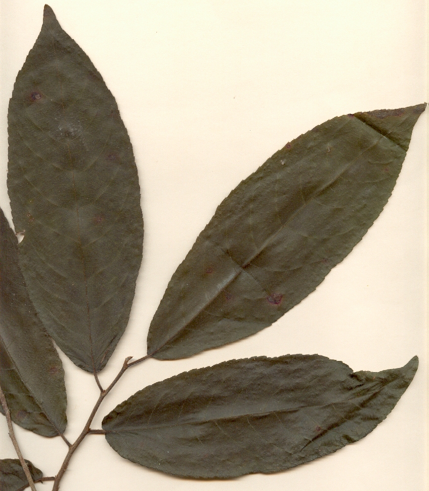 Zuelania guidonia, dead leaves