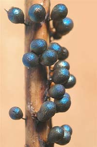 Lamproderma piriforme, an endangered snow-line myxomycete, photo Alain Michaud